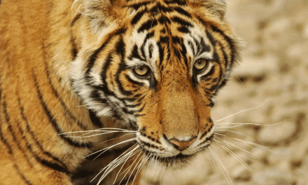 Healing with Somatic Trauma Therapy: An Integrated Journey Using the Three-Phase Trauma Model