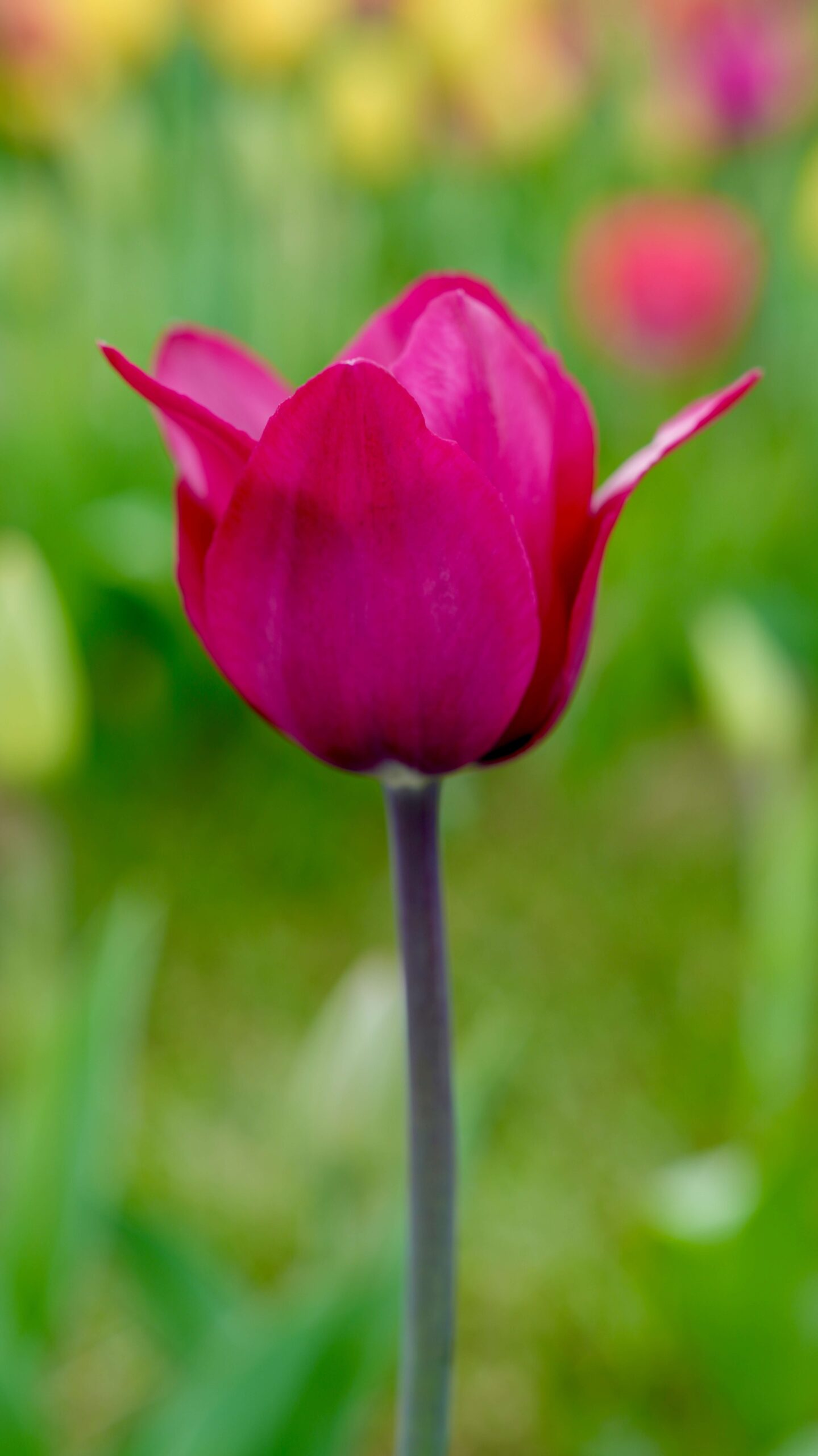 Pink tulip symbolising growth and self-worth during eating disorder recovery and personal healing journey