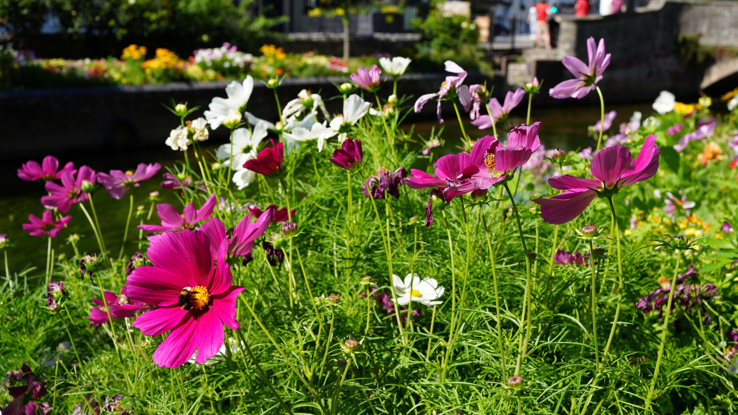 Becky Stone, a Canterbury-based therapist specialising in neurodiversity, ADHD, and eating disorders, using peaceful spaces like Westgate Gardens for walk and talk therapy